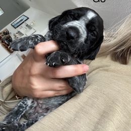 German Shorthaired Pointer Puppies from Golden pointers