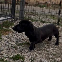 Dachshund puppies from 4 Moore Ranch
