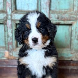 Light blue girl - Black rust and white female Bernese Mountain Dog puppy in Altura, Minnesota from Bluffside Berners