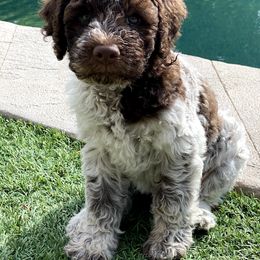 Lagotto Romagnolo Puppies from Crescendo Lagotto Romagnolos