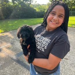 Red Collar - Black male Goldendoodle puppy in Richmond, Kentucky from The Doting Doodle