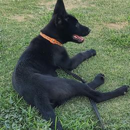 Orange Collar - Black male Belgian Malinois puppy in Mesa, Arizona from Sun Valley Malinois