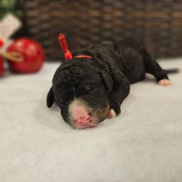 Red collar - Tri-color female Bernedoodle puppy in Shelby, North Carolina from Forever Grateful Doodles
