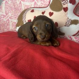 Margaret - Chocolate and tan female Dachshund puppy in Lake City, Florida from My Ditzy Doxies of Florida