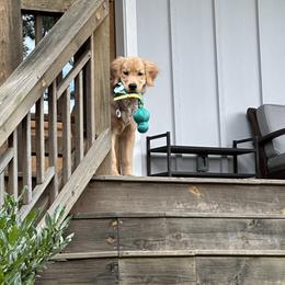 Golden Retriever Puppies from Star Raised Goldens