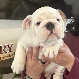 Axel Rose - White male Bulldog puppy in Ruther Glen, Virginia from De La Venturosa