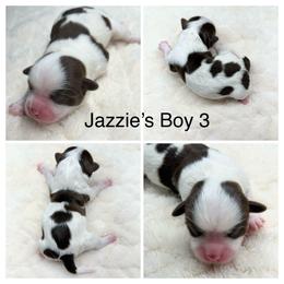 Boy 3 - Chocolate male Havanese puppy in Elkins, Arkansas from Havana Knights Havanese