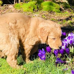 Golden Retriever Puppies from Singing Dog Farm