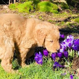 Golden Retriever Puppies from Singing Dog Farm