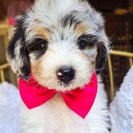 Hot pink - Blue merle female Aussiedoodle puppy in Georgetown, California from Foothill Aussies
