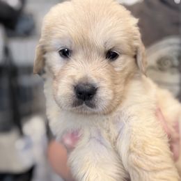 Nina - Light golden female Golden Retriever puppy in Warrenton, Virginia from Four Lochs LLC