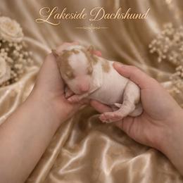 Penny - Cream female Dachshund puppy in Statesville, North Carolina from Lakeside Dachshunds