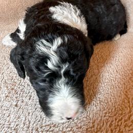 Lottie - Black and white female Bernedoodle puppy in Grant City, Missouri from Timberline Paws