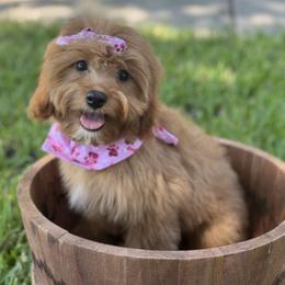 Cavapoo puppies from Doodles In Paradise