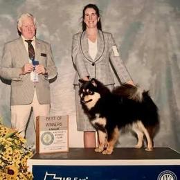 Emme - Finnish Lapphund