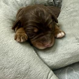 Boy 2 - Red phantom male Assorted Doodle Crosses puppy in Waco, Georgia from Huff Family Doxies & Doodles