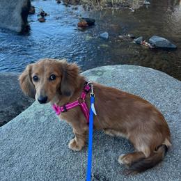 Cannoli - Dachshund