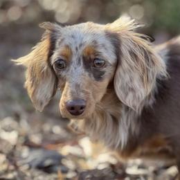 Miller - Dachshund