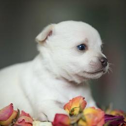 King Lawrence - Cream and white male Chihuahua puppy in Brooklyn, New York from ,, Vajda” chihuahua club