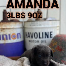 Amanda - Charcoal female Dilute Retriever puppy in Puyallup, Washington from 12 Door Farm Labradors