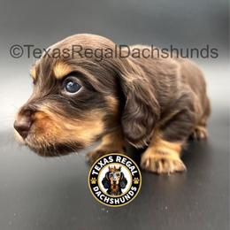 Picasso - Chocolate and tan male Dachshund puppy in Houston, Texas from Texas Regal Dachshunds LLC
