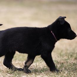 Tyedye collar - Bi-color female German Shepherd puppy in Prospect, Connecticut from Di Massimo Canile