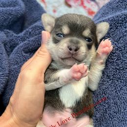 Tux - Blue and white male Chihuahua puppy in Chino Valley, Arizona from Dachshund Family Love Breeders