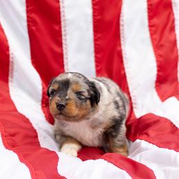 Tiki - Blue merle male Australian Shepherd puppy in Eubank, Kentucky from Ashlee's Aussies
