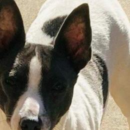 Nina - Rat Terrier