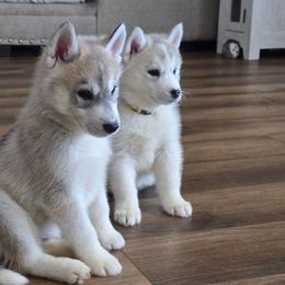 Boy 1 - Gray and white male Siberian Husky puppy in Lyndonville, Vermont from Powdermist Siberians