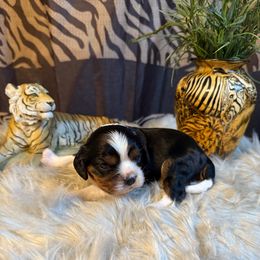 Caesar - Tri-color male Cavalier King Charles Spaniel puppy in Broken Arrow, Oklahoma from Cavalier King Charles Heartland