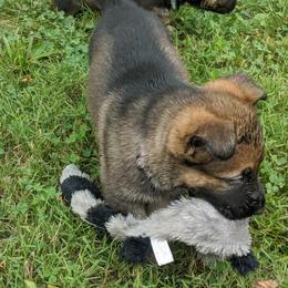 German Shepherd Puppies from Cintron K9