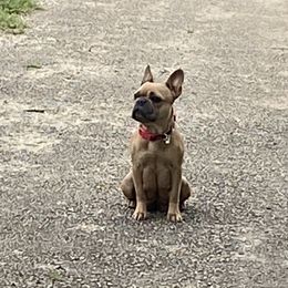 Lucy  - French Bulldog