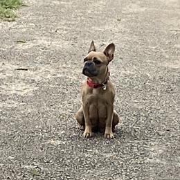 Lucy  - French Bulldog