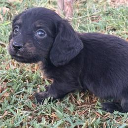 AKC BLACK and TAN longhair male - Black and tan male Dachshund puppy in Anderson, California from Golden Paws Dachshunds