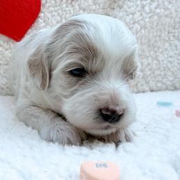 Cooper - Apricot male Cavapoo puppy in Redding, California from O’Hara  Doodles