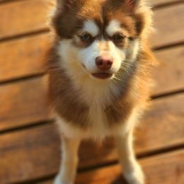 Kota - Pomsky