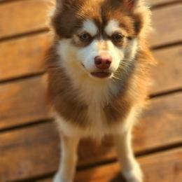 Kota - Pomsky