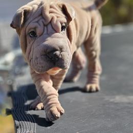 Chinese Shar-Pei Puppies from Zoey's Waggly Tails