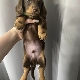Dachshund Puppies from Dreaming of Dachshunds