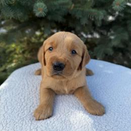 Light Blue Boy - Golden male Golden Retriever puppy in Salt Lake City, Utah from Deseret Peak Goldens