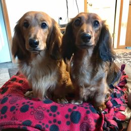 Dachshunds from Susan's Dachshunds