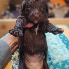 "Baby Rose from the Flower litter" Bordoodle Puppies from Brisby Bordoodles