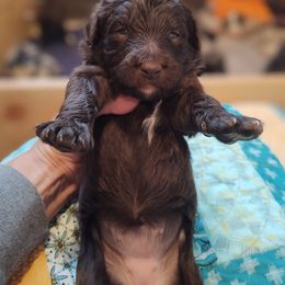 "Baby Rose from the Flower litter" Bordoodle Puppies from Brisby Bordoodles