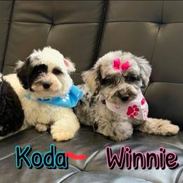 Winnie - Merle female Sheepadoodle puppy in Saint Cloud, Florida from Rising Star Kennels