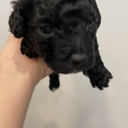 Lexi - Companion Cross puppy from CocoPuff Breeders