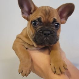 "Dasher" French Bulldog Puppies from Fancy Frenchies