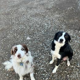 Sorrell - Border Collie