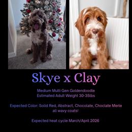 Upcoming litter: Read description - Red  male Goldendoodle puppy in Fort Myers, Florida from Gandystailsofjoy