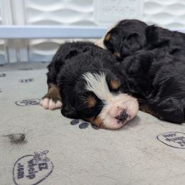 Bernedoodle and Bernese Mountain Dog Puppies from Rafter 58 Bernese Mountains and Bernedoodles